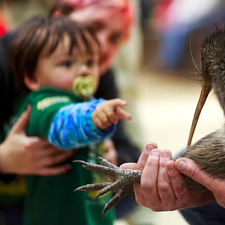 A citizen campaign returns iconic kiwi birds to New Zealand's capital after a century-long absence