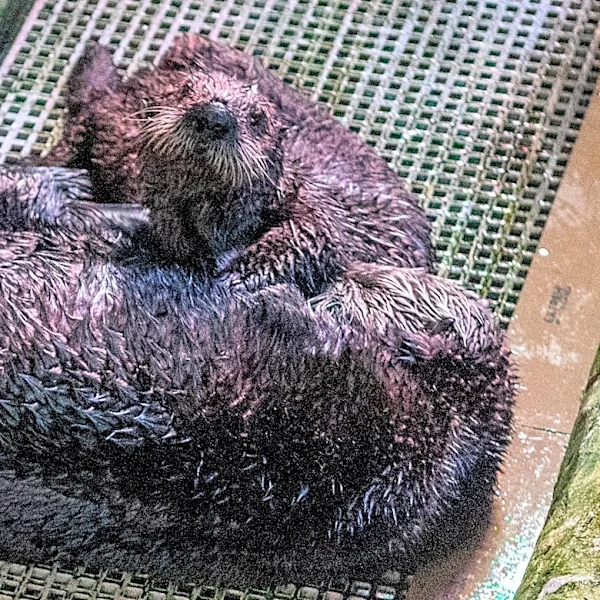Sea otters unable to return to the wild form a mother-daughter bond in Aquarium’s surrogacy program