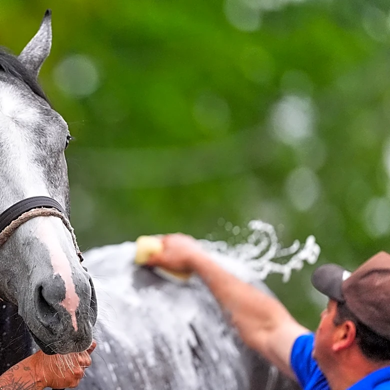 Great White is fine after throwing his jockey and getting scratched late from the Kentucky Derby