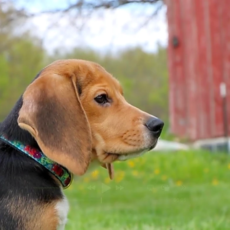 1,500 beagles will get new lives, warm laps after release from research facility