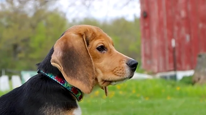 1,500 beagles will get new lives, warm laps after release from research facility