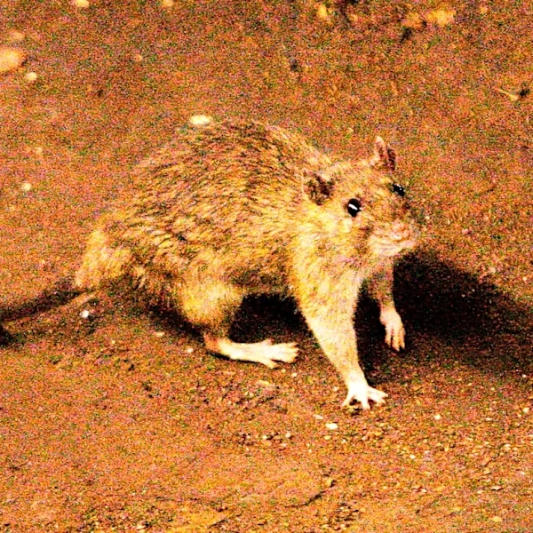 A suspected outbreak of the rare hantavirus on a cruise ship in the Atlantic Ocean kills 3 people
