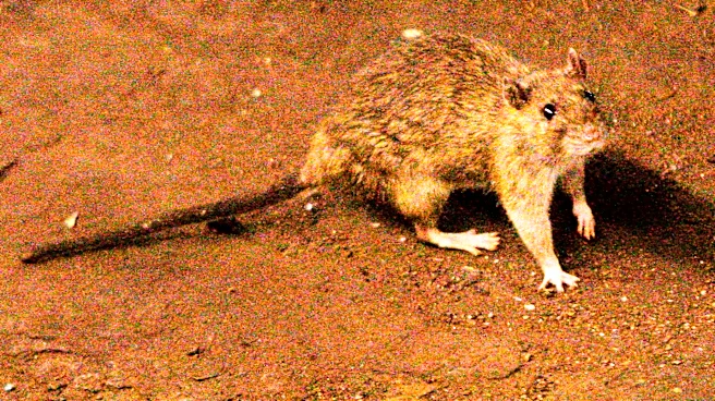 What to know about hantavirus, the illness suspected in a cruise ship outbreak