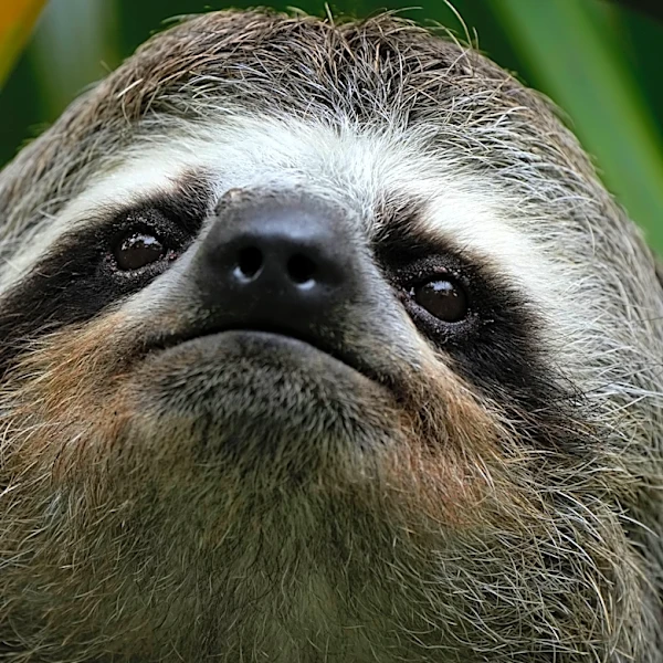 A second sloth dies after transfer to a central Florida zoo from troubled Sloth World