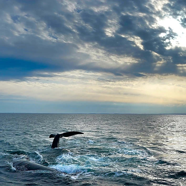 Endangered whale protections may be delayed to 2035 under Trump-blacked plan