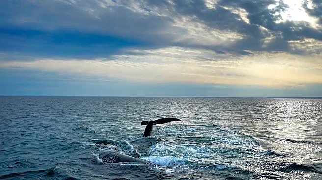 Endangered whale protections may be delayed to 2035 under Trump-backed plan