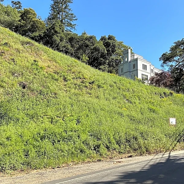 California landowners who cut 38 trees in Oakland hills hit with $915,000 fine