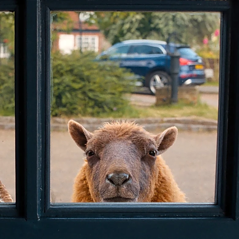 Movie Review: In 'The Sheep Detectives,' the private eyes have wool over their eyes