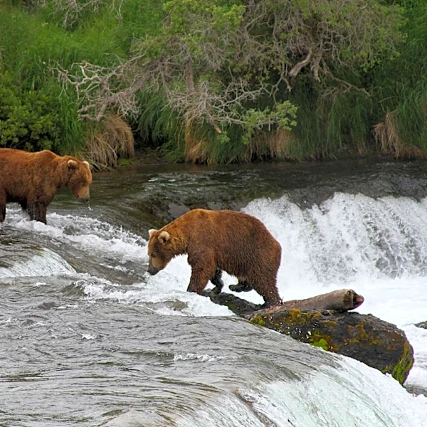Alaska wildlife agents can kill bears from helicopters in an effort to protect caribou, judge says