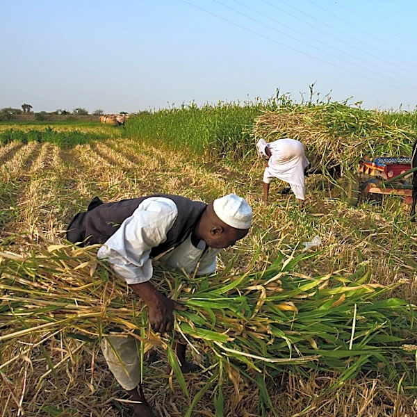 Sudan was already at war and hungry. Now its farmers are hit by another conflict