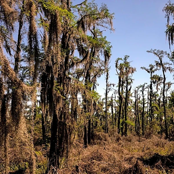 Barataria Preserve was damaged by Hurricane Ida. Five years later, repairs have begun