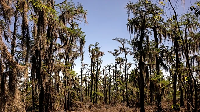 Barataria Preserve was damaged by Hurricane Ida. Five years later, repairs have begun