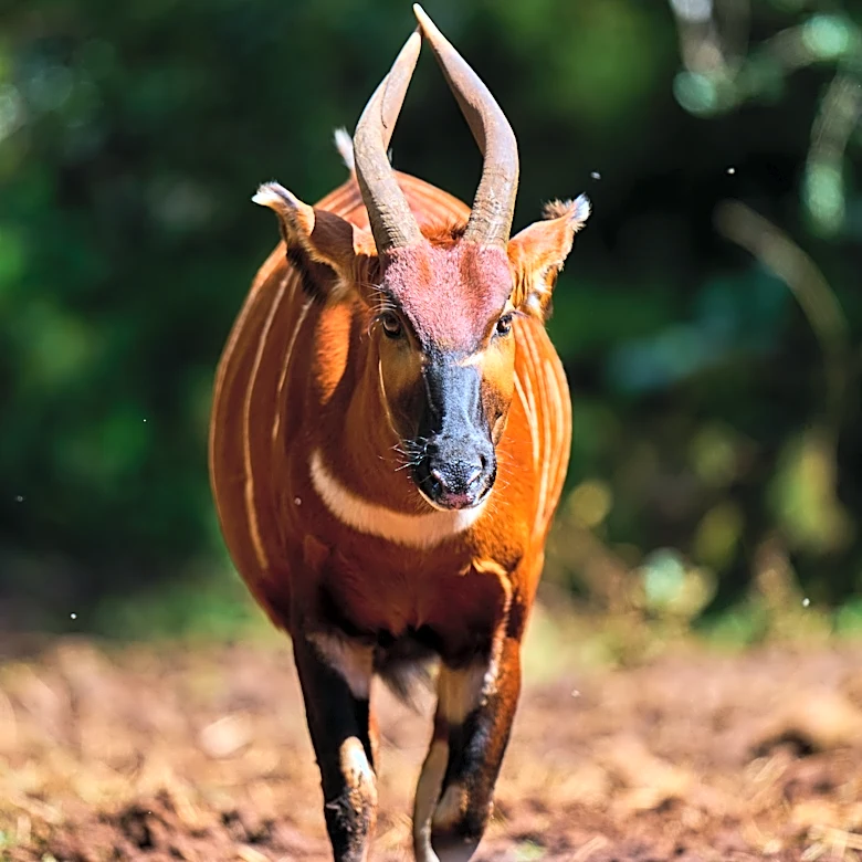 'Ghost of the forest' returns to Kenya as conservationists reintroduce rare antelope into the wild