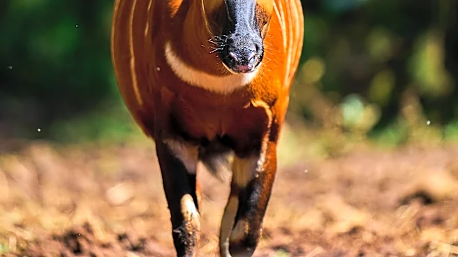 'Ghost of the forest' returns to Kenya as conservationists reintroduce rare antelope into the wild