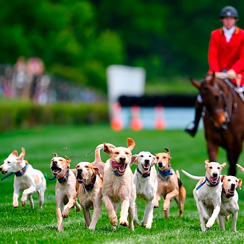 At the Iroquois Steeplechase, the foxhounds kick off the horse races with a howling fun dog parade
