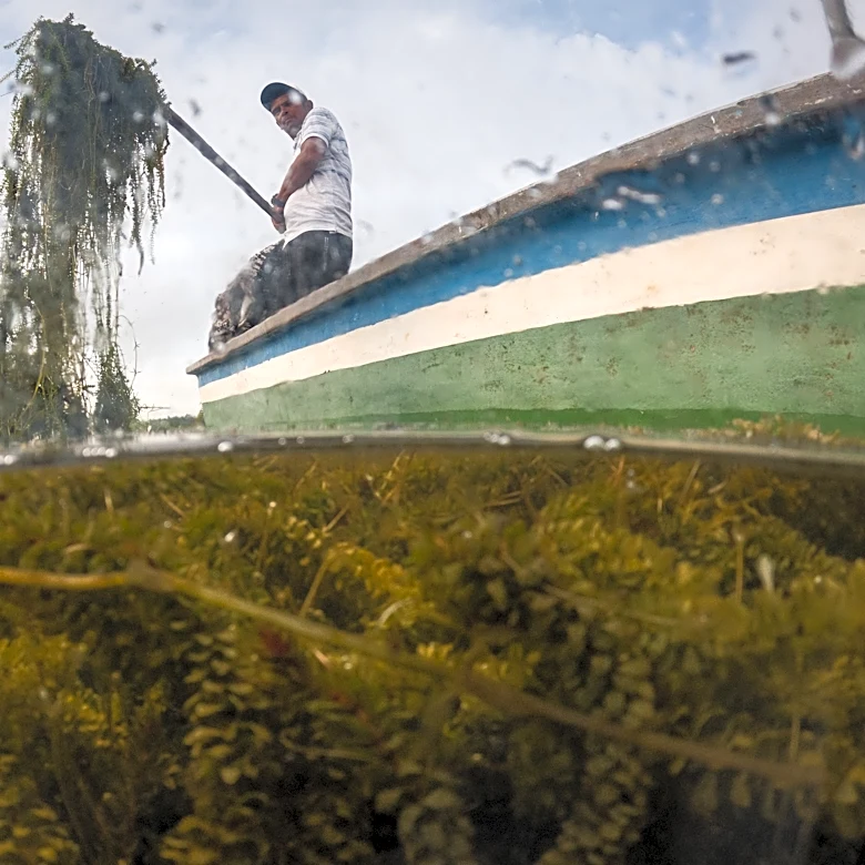 Invasive plant threatens livelihoods in Colombia’s largest coastal wetland