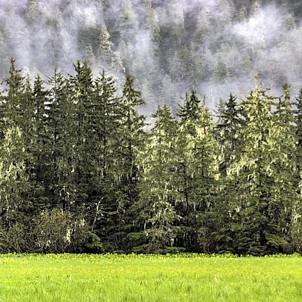 Southeast Alaskans largely critical of new direction on Tongass management plan, process