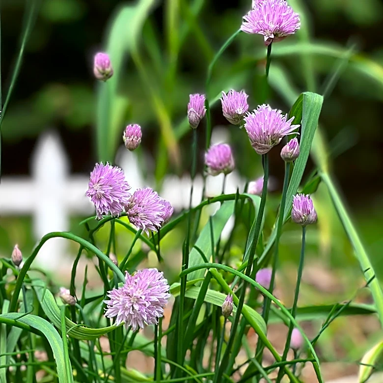 Microgardening means getting a surprisingly big harvest from a windowsill or balcony garden
