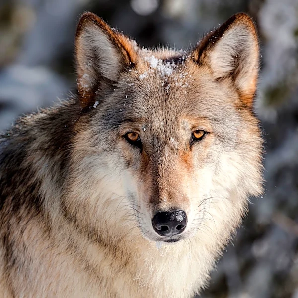 Disease outbreak cuts Wyoming, Yellowstone wolf numbers to lowest level since reintroduction era