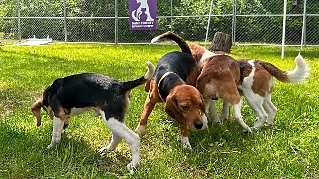 Black Sabbath bass player, Debbie Gibson praise effort to find new homes for beagles
