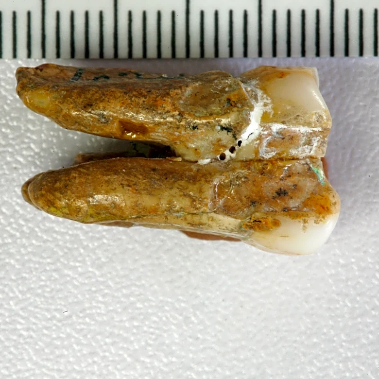 Ancient teeth hint at canoodling between early human relatives