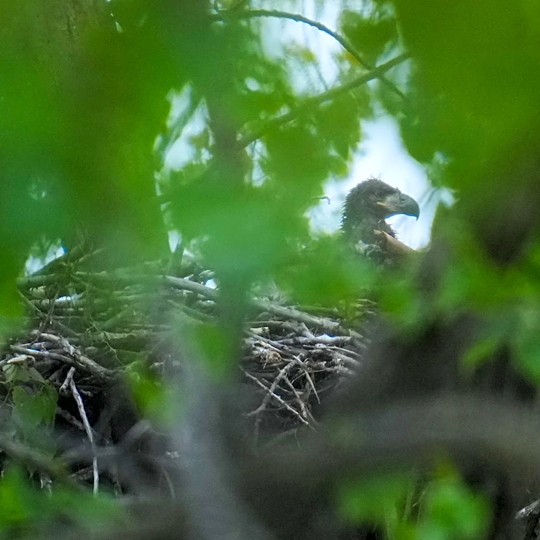 Bald eagle hatchlings spotted in a Chicago park may be the city's first for more than a century