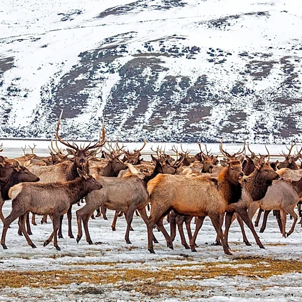 Elk Refuge disease discovery calls for talk of reducing nation’s largest herd