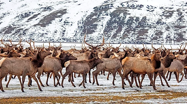 Elk Refuge disease discovery calls for talk of reducing nation’s largest herd