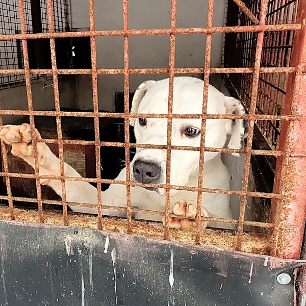 Animal welfare group finds systemic neglect at public dog shelters in Romania