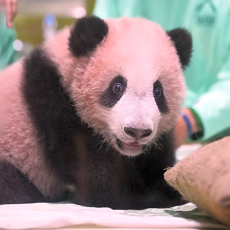 Indonesia's first giant panda cub, Rio, is growing and healthy before his public debut