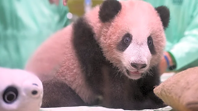 Indonesia's first giant panda cub, Rio, is growing and healthy before his public debut