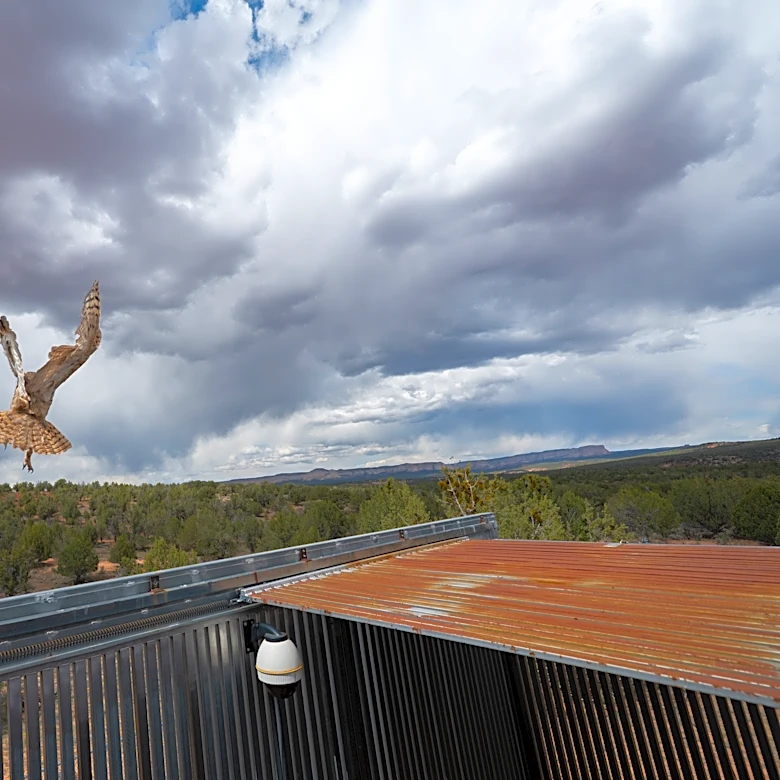 Owl found stuck in a concrete mixer is on the mend and flying free