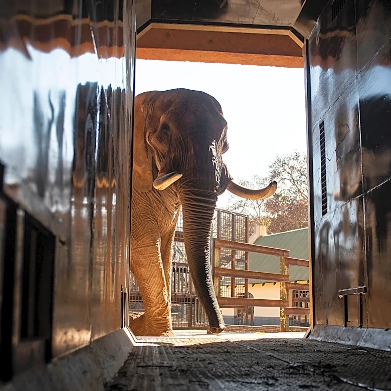 Animal welfare groups say 3 South African zoo elephants are depressed and sue to move them