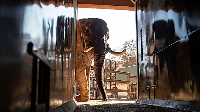 Animal welfare groups say 3 South African zoo elephants are depressed and sue to move them