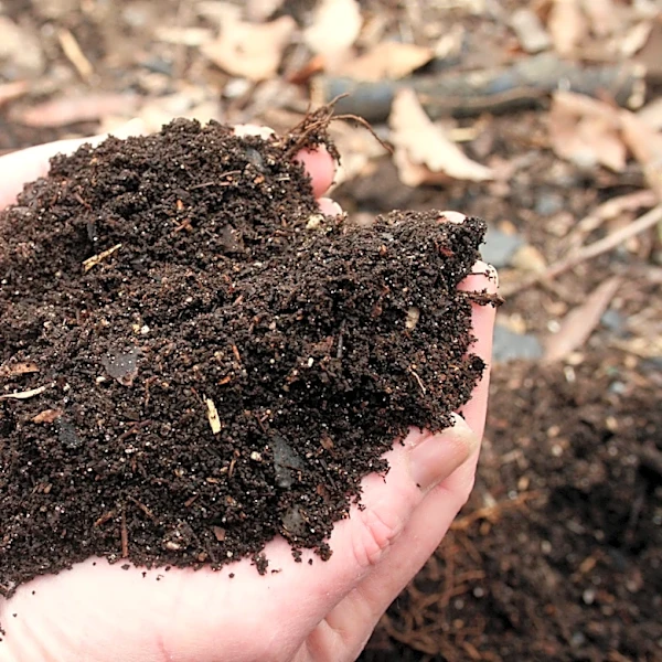 How to mulch your garden beds without harming plants