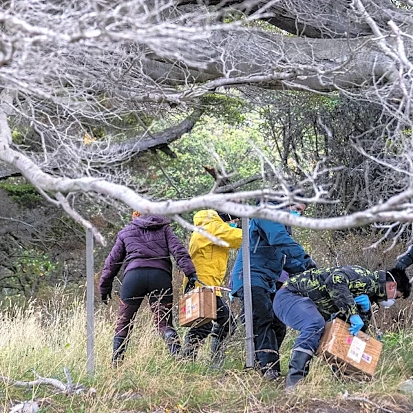 Argentines hunting for source of hantavirus outbreak trap rats in southernmost city