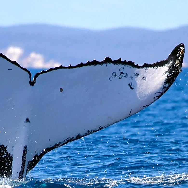 Two humpback whales set records swimming between Australia and Brazil