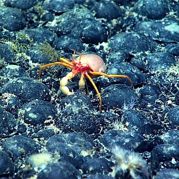Companies join a deep-sea mining rush after Trump executive order, as regulators fast-track permits