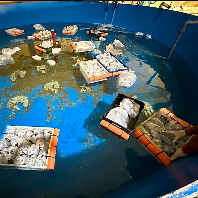 Argentina seizes 700 trafficked marine animals shipped from Kenya