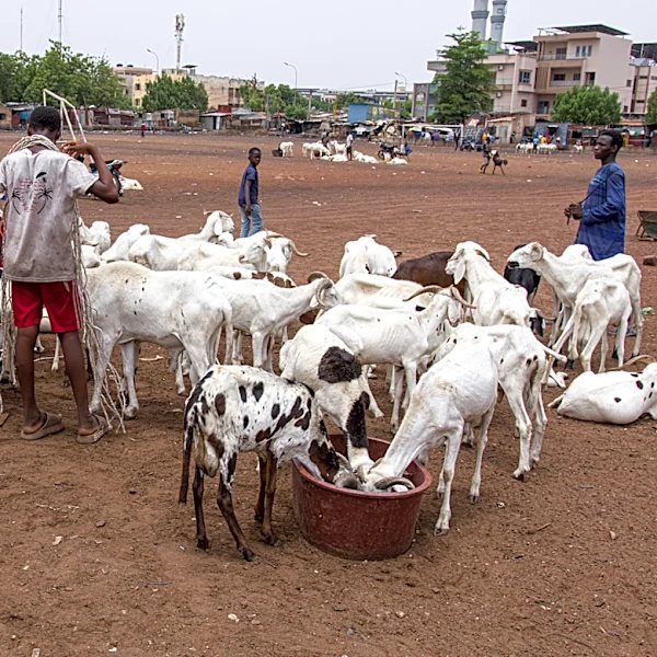 A bitter Eid al-Adha in Mali's capital as al-Qaida-linked blockade sends sheep prices soaring