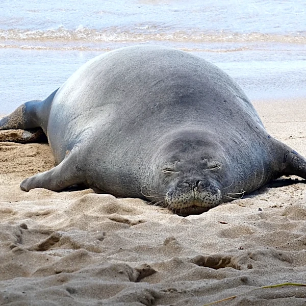 Washington tourist pleads not guilty in Hawaiian monk seal rock case, barred from Hawaii beaches