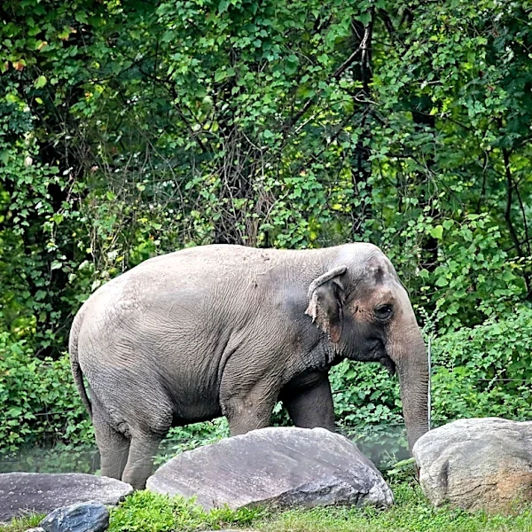Happy, who taught researchers that elephants can recognize themselves, is euthanized at Bronx Zoo