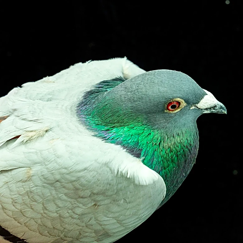 Pigeons may be navigating with their liver, study suggests