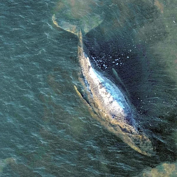 Dead humpback whale brought to shore in Denmark with autopsy set next week