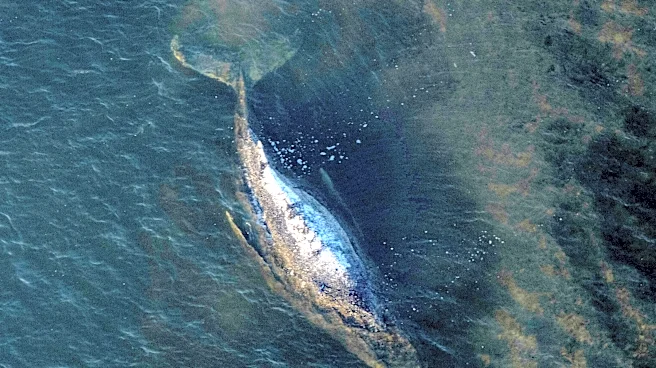 Dead humpback whale brought to shore in Denmark with autopsy set next week