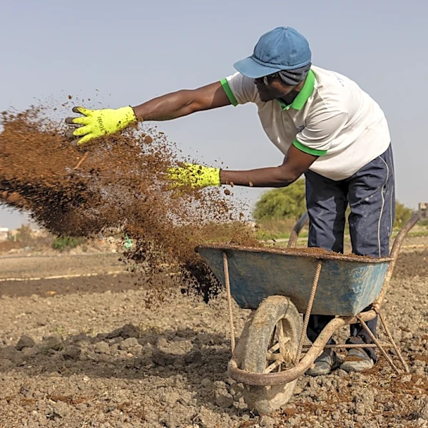 Iran war forces farmers seek fertilizer alternatives from cow dung to compost