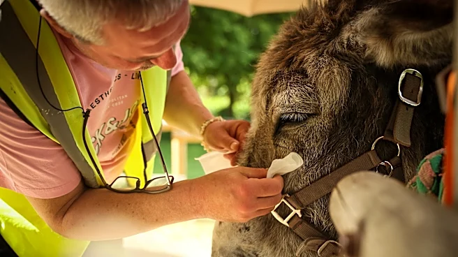 Patients find help with therapy donkeys at psychiatric hospital near Paris