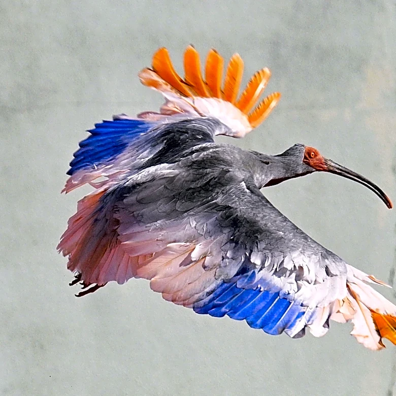 8 crested ibises released in Japanese town decades after extinction in Japan