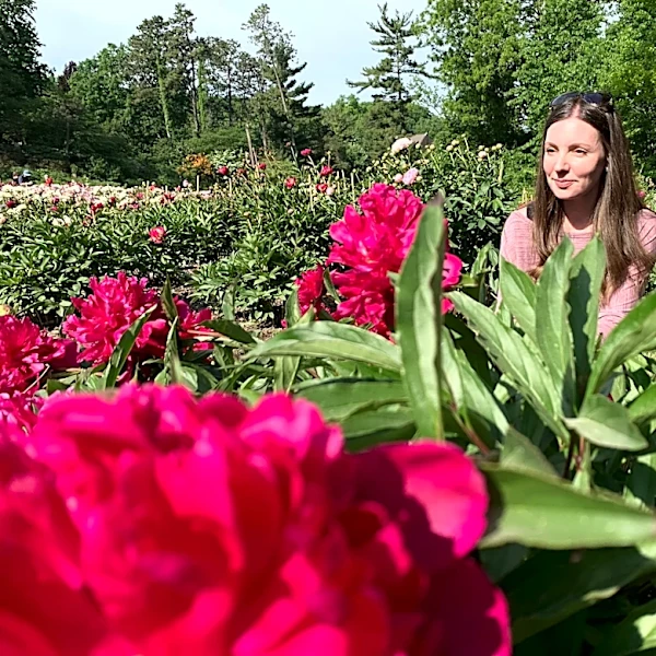 Tens of thousands are making annual peony pilgrimage to University of Michigan's garden
