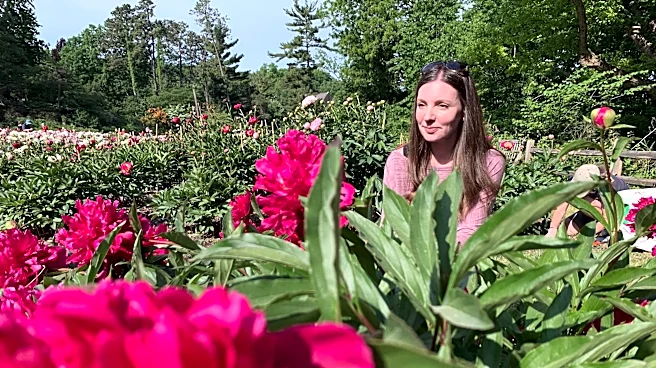 Tens of thousands are making annual peony pilgrimage to University of Michigan's garden
